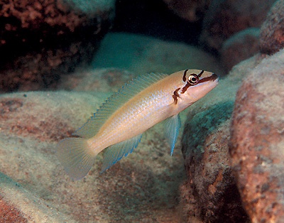 Chalinochromis brichardi 'Chisanze'